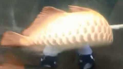 金龍魚吃不吃泥鰍：金龍魚為什么不吃泥鰍