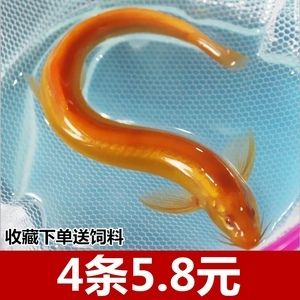 金龍魚吃不吃泥鰍：金龍魚為什么不吃泥鰍
