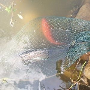 釣魚發(fā)燒友紅龍魚，紅龍魚最佳飼養(yǎng)水溫，紅龍魚發(fā)色過程詳解