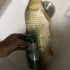 釣魚發(fā)燒友紅龍魚，紅龍魚最佳飼養(yǎng)水溫，紅龍魚發(fā)色過程詳解