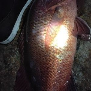 釣魚發(fā)燒友紅龍魚，紅龍魚最佳飼養(yǎng)水溫，紅龍魚發(fā)色過程詳解