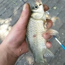 釣魚發燒友紅龍魚，紅龍魚最佳飼養水溫，紅龍魚發色過程詳解