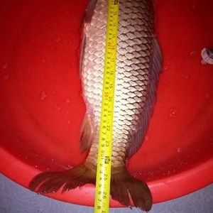 釣魚發燒友紅龍魚，紅龍魚最佳飼養水溫，紅龍魚發色過程詳解