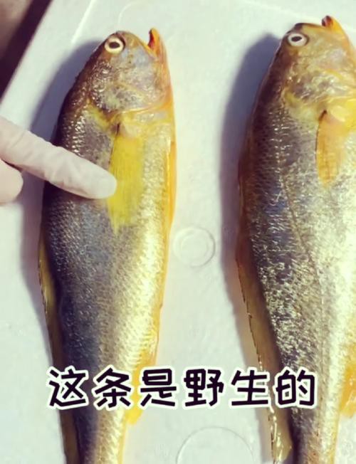 如何辨別野生和養殖黃龍海水魚？