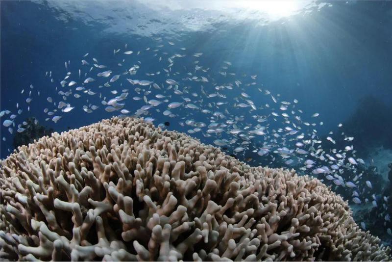 如何辨別野生和養殖黃龍海水魚？