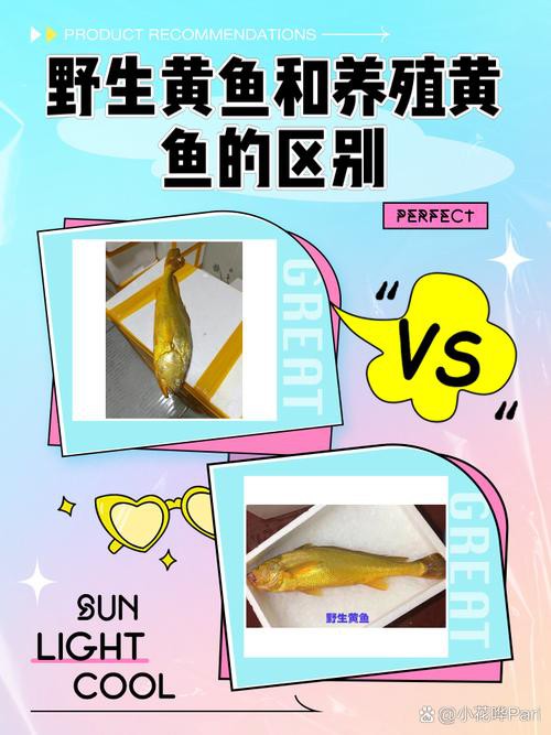 如何辨別野生和養殖黃龍海水魚？