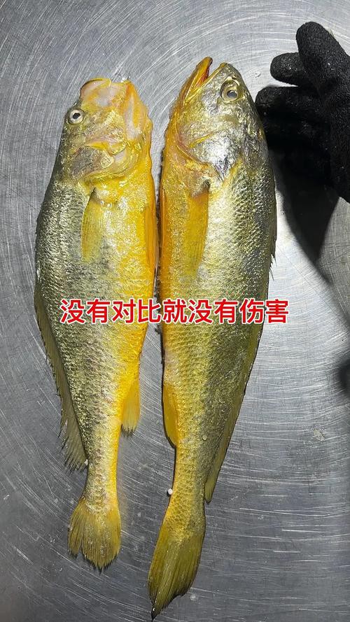 如何辨別野生和養殖黃龍海水魚？
