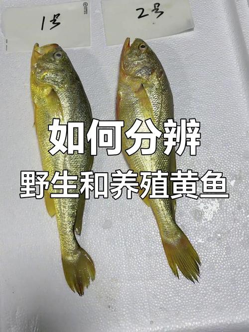 如何辨別野生和養殖黃龍海水魚？