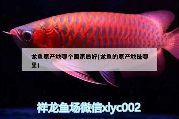 龍魚產地哪里最好：東南亞龍魚養殖技術分享，印尼紅龍魚養殖技術分享 龍魚產地哪里最好：東南亞龍魚養殖技術分享，印尼紅龍魚養殖技術分享 龍魚百科 第2張