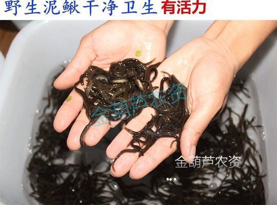 龍魚產地哪里最好：東南亞龍魚養殖技術分享，印尼紅龍魚養殖技術分享 龍魚產地哪里最好：東南亞龍魚養殖技術分享，印尼紅龍魚養殖技術分享 龍魚百科 第4張