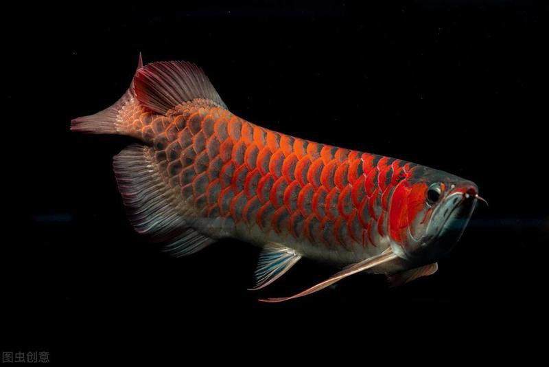 哪里賣龍魚便宜又好養(yǎng) 哪里賣龍魚便宜又好養(yǎng) 龍魚百科 第14張