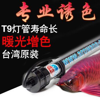 龍魚(yú)突然劇烈撞缸了：銀龍魚(yú)撞缸的原因及解決方法