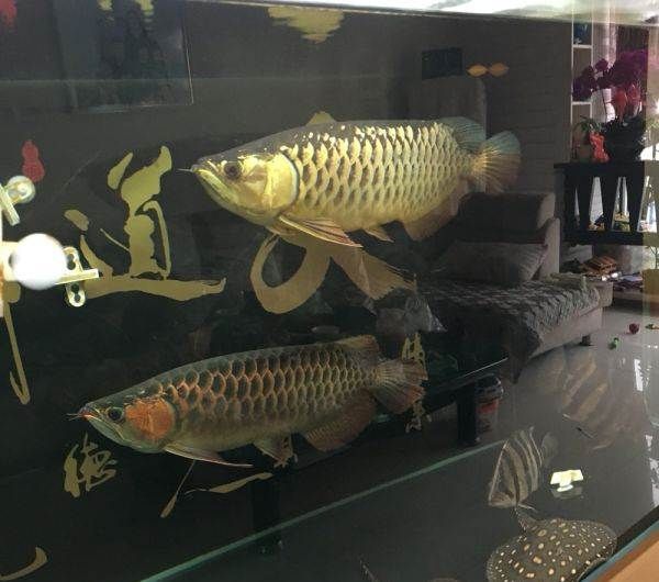過背金龍魚的特點(diǎn)和缺點(diǎn)（過背金龍魚形態(tài)特征→maigoo百科m.maigoo百科www）