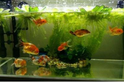 新龍魚(yú)入缸多久換水比較好：新龍魚(yú)入缸多久換水