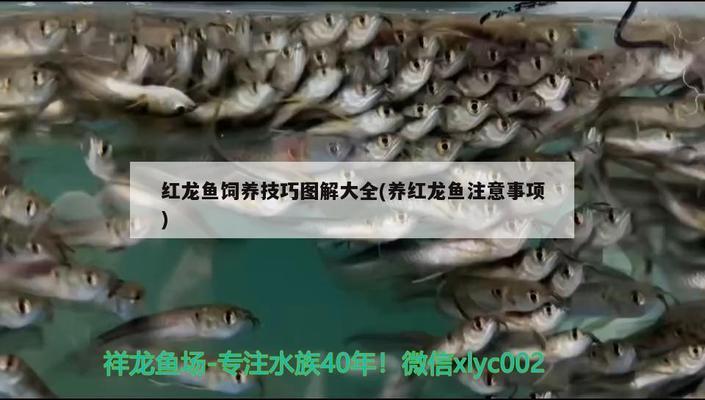 嶗山區魚生有你水族店（漁生有你餐廳）