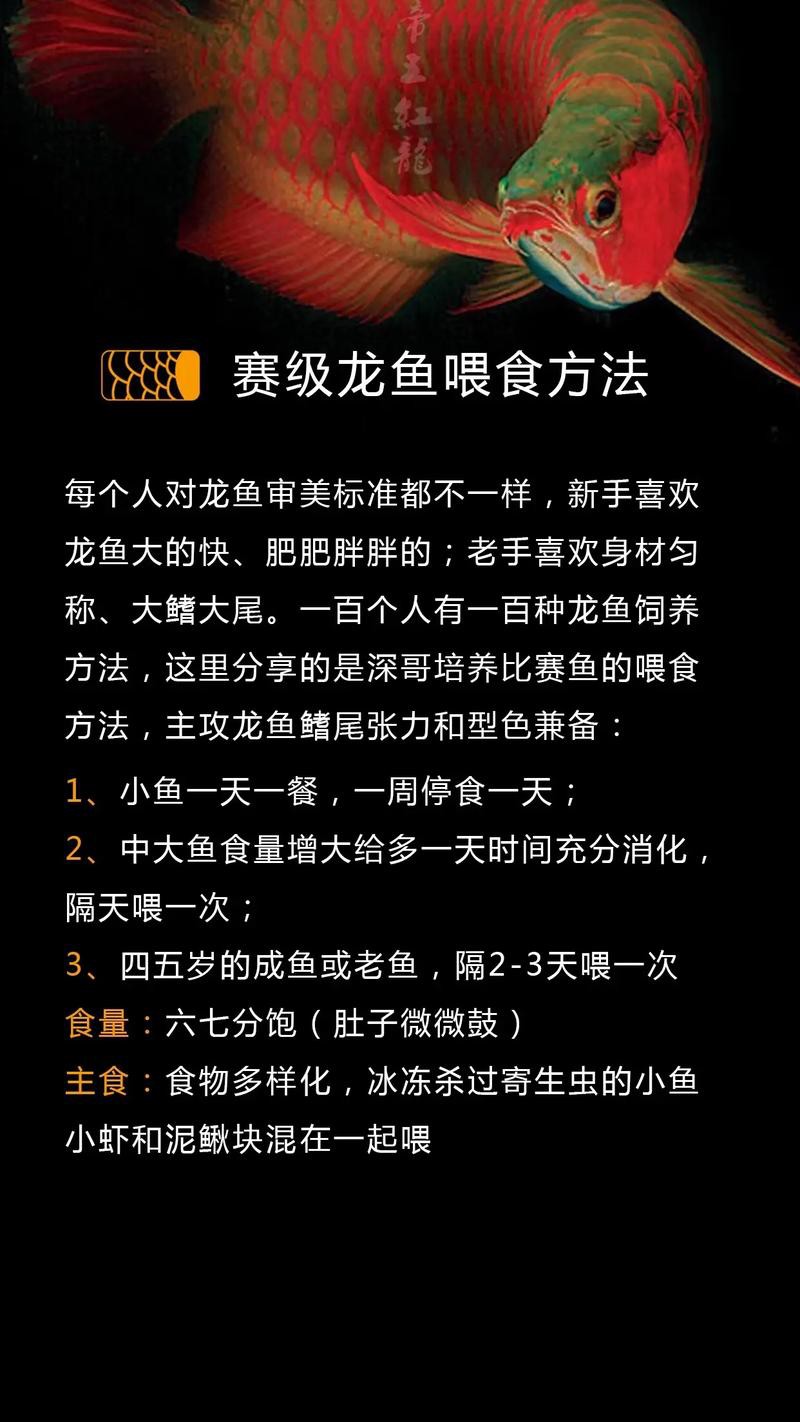 金龍魚(yú)隔天喂食具體操作