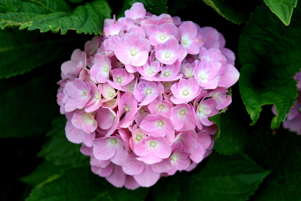 佛山市南海區花之林花店