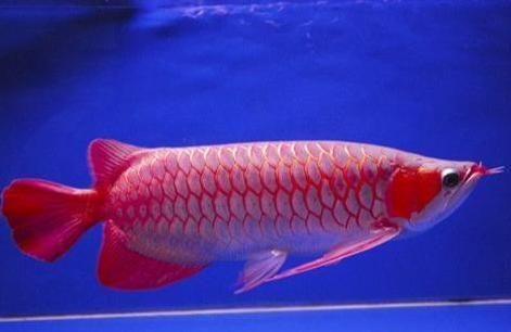 橙紅龍魚發色過程圖：橙紅龍魚發色過程