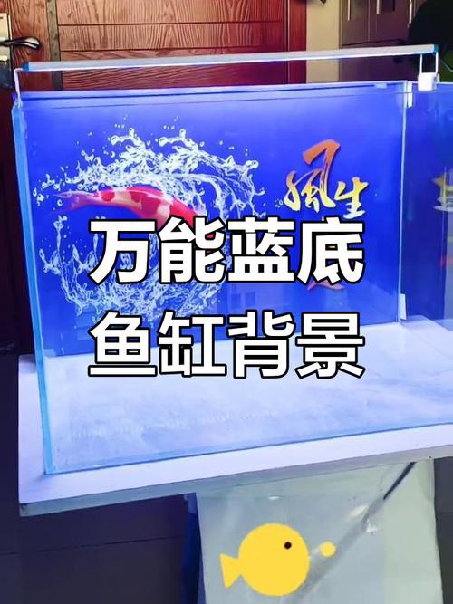 觀賞魚藍龍魚怎么養好呢