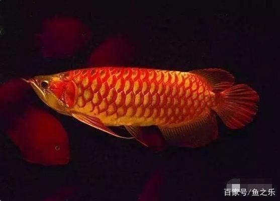 龍魚疾病的預防和治療措施視頻：龍魚疾病的預防及治療方法