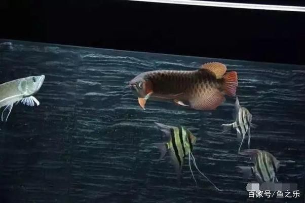 龍魚疾病的預防和治療措施視頻：龍魚疾病的預防及治療方法