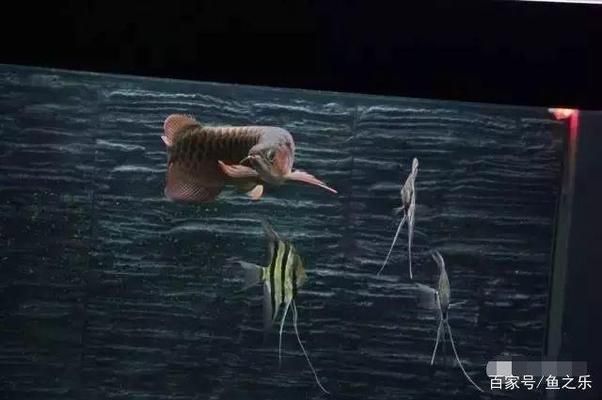 龍魚疾病的預防和治療措施視頻：龍魚疾病的預防及治療方法