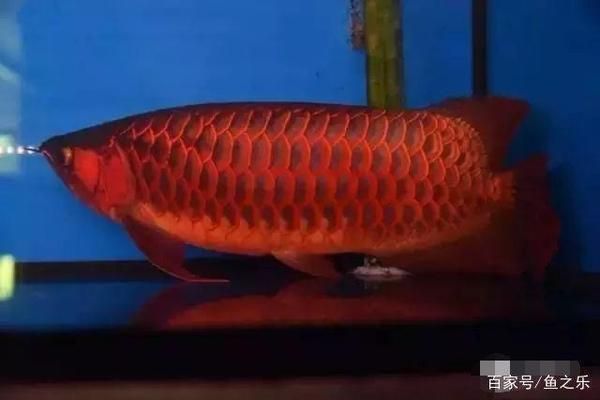 龍魚疾病的預防和治療措施視頻：龍魚疾病的預防及治療方法