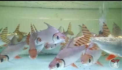 龍魚(yú)嘴唇撞破了怎么辦