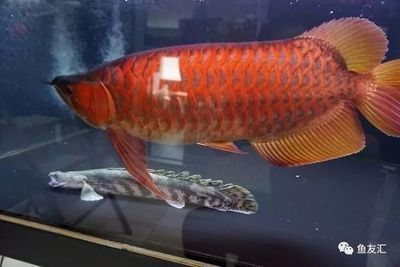 龍魚在國外是食用魚嗎為什么：龍魚在國外是否作為食用魚，