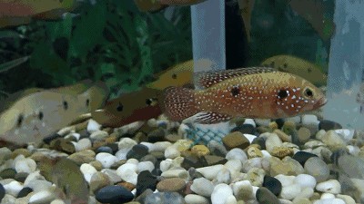 龍魚在國外是食用魚嗎為什么：龍魚在國外是否作為食用魚，