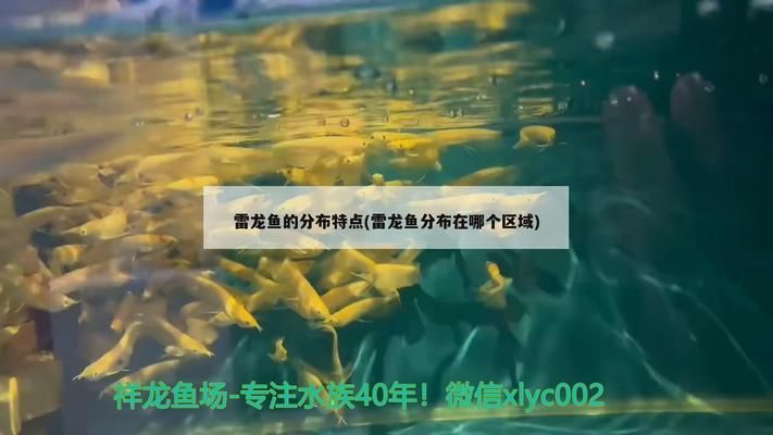 雷龍魚分布在哪個區(qū)域（雷龍魚主要分布在亞洲的南亞和東南亞和東南亞地區(qū)有所分布）