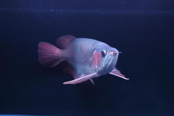 紅龍魚厭食是什么原因：紅龍魚厭食是什么原因引起的 紅龍魚厭食是什么原因：紅龍魚厭食是什么原因引起的 龍魚百科 第3張