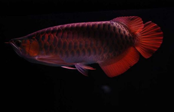 紅龍魚厭食是什么原因：紅龍魚厭食是什么原因引起的 紅龍魚厭食是什么原因：紅龍魚厭食是什么原因引起的 龍魚百科 第2張