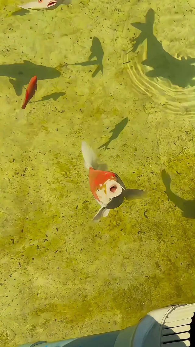 紅龍魚動態壁紙高清版下載