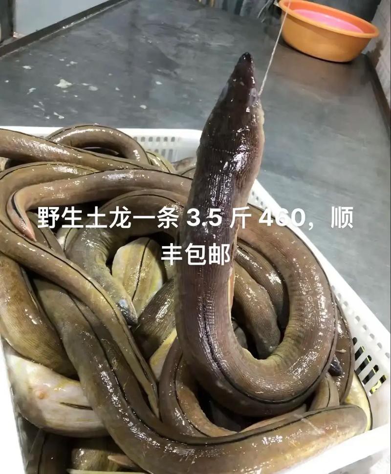 土龍魚的功效與作用圖片
