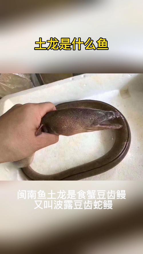 土龍魚的功效與作用圖片