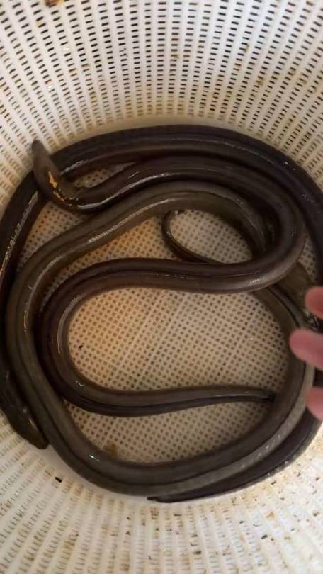 土龍魚的功效與作用圖片