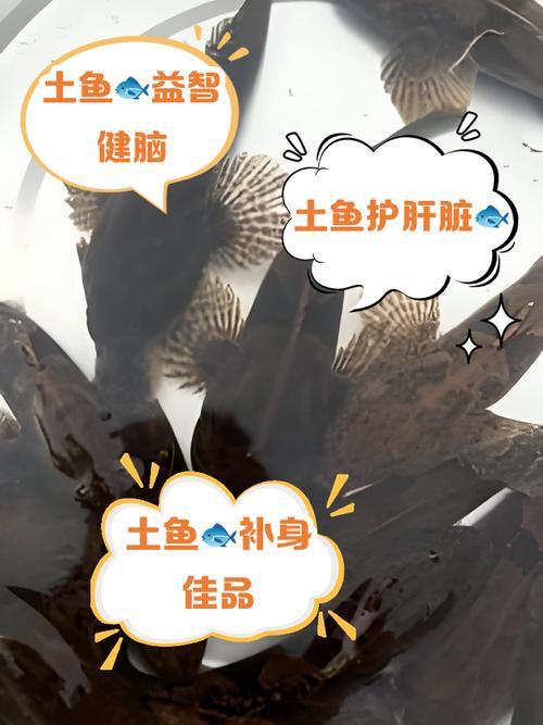 土龍魚的功效與作用圖片