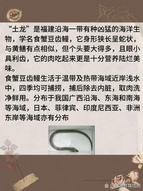 土龍魚的功效與作用圖片