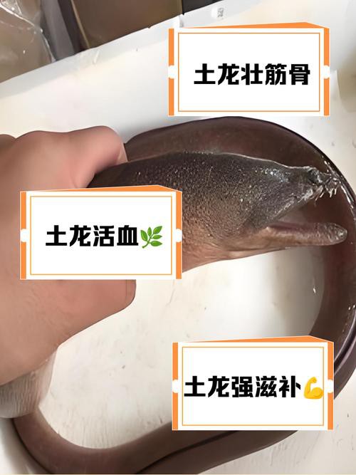 土龍魚的功效與作用圖片