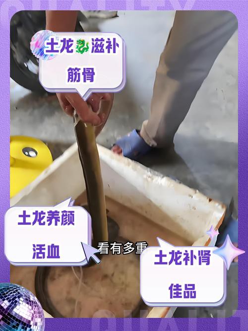 土龍魚的功效與作用圖片