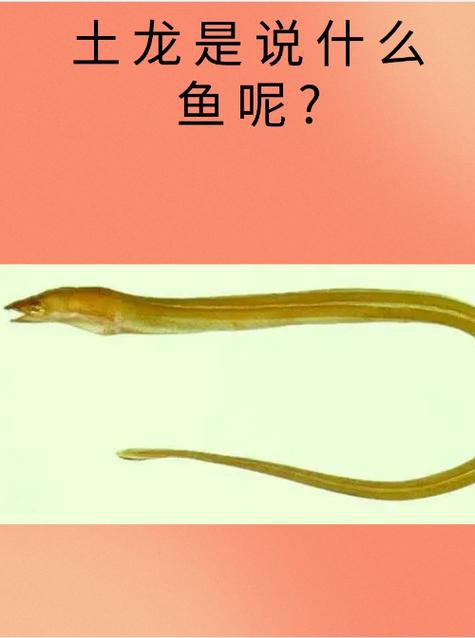 土龍魚的功效與作用圖片