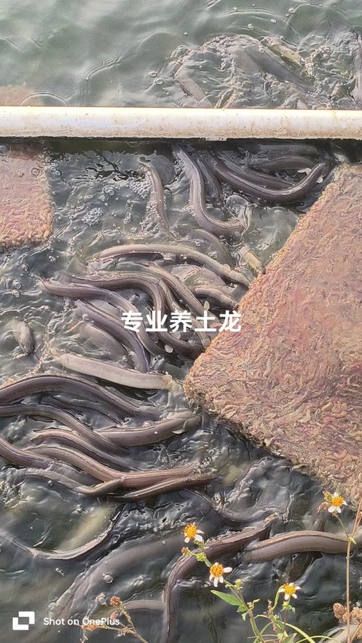 土龍魚的功效與作用圖片