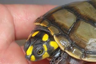 黃頭龜可以和龍魚在一起養(yǎng)嗎：黃頭龜可以和龍魚一起養(yǎng)嗎？