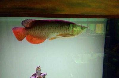 龍魚屬于什么魚類的：龍魚品種鑒賞指南：龍魚與同類混養風險指南