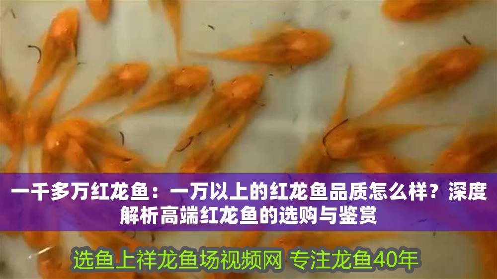 一千多萬紅龍魚：一萬以上的紅龍魚品質怎么樣？深度解析高端紅龍魚的選購與鑒賞