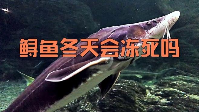 鱘龍魚生活環(huán)境怎么樣