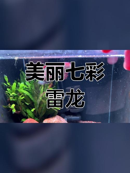 雷龍魚有哪些品種圖片
