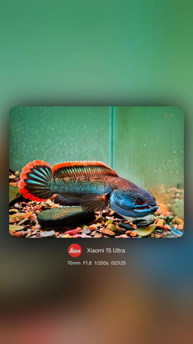 雷龍魚有哪些品種圖片