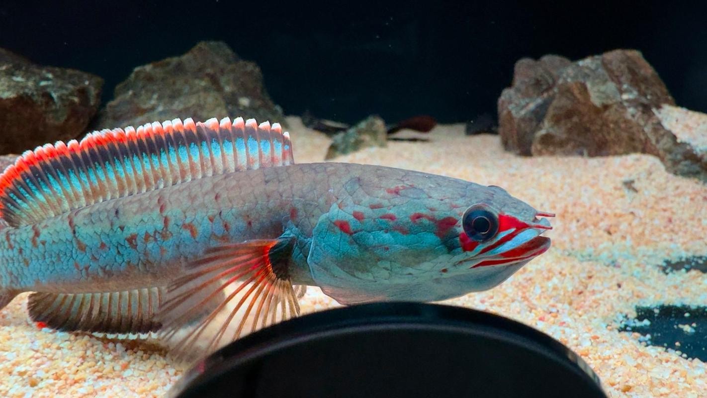 雷龍魚有哪些品種圖片